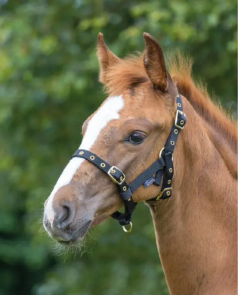 Shires ARMA Foal Headcollar Foal - Black