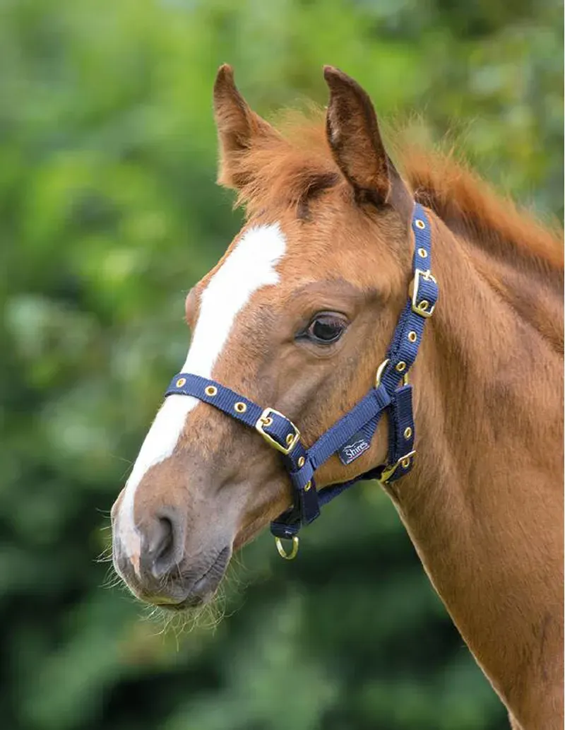 Shires ARMA Foal Headcollar Foal - Navy