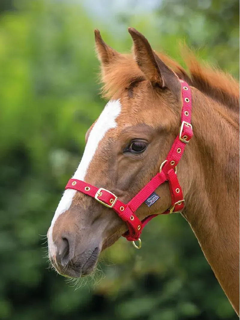 Shires ARMA Foal Headcollar Foal - Red