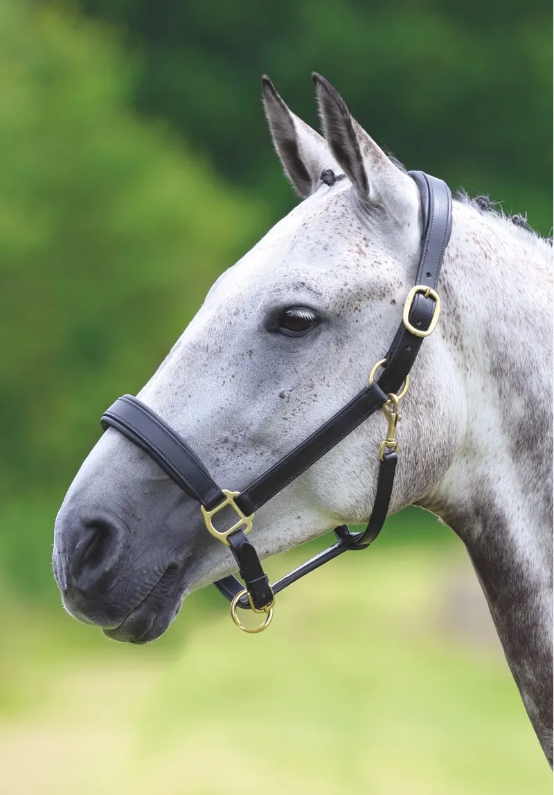 Velociti Gara Leather Travel Headcollar-1