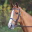 Shires Velociti GARA Bridle Shetland - Black