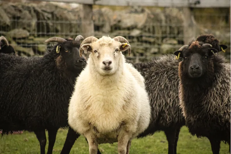 Argo Feeds Sheep Nuts 20kg-1
