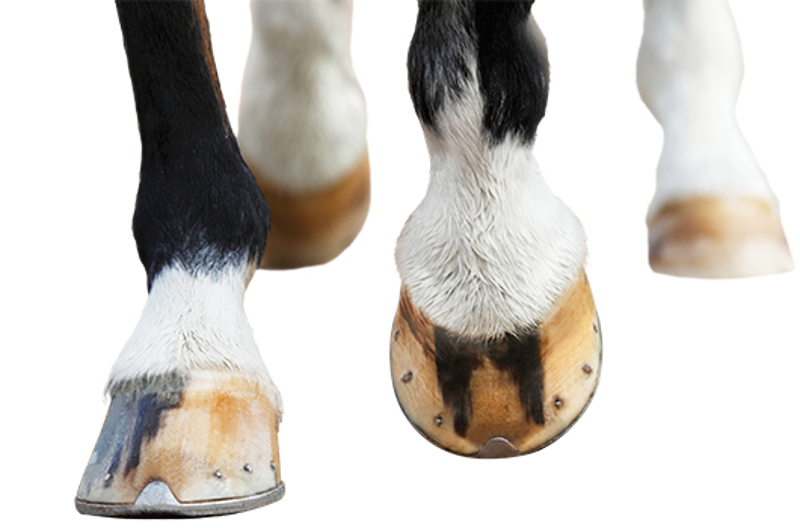 Dengie Healthy Hooves Molasses Free Complete Fibre Feed 20kg-1