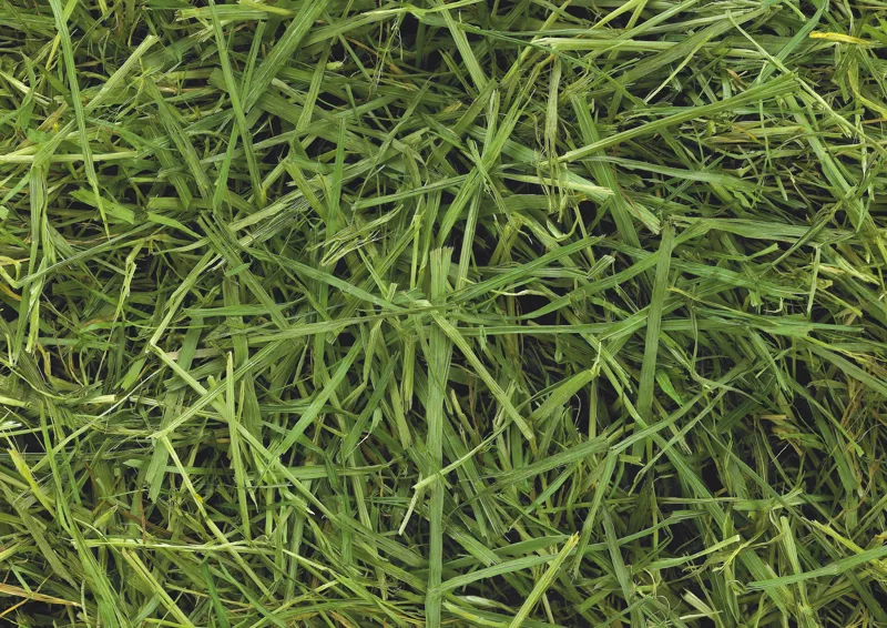 Friendship Estates ReadiGrass Forage 15kg-4