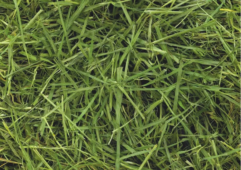 Friendship Estates ReadiGrass Forage 15kg-5