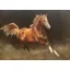 Grays Caroline Cook Arabian Horses Card