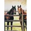 Grays Caroline Cook Good Companions Card