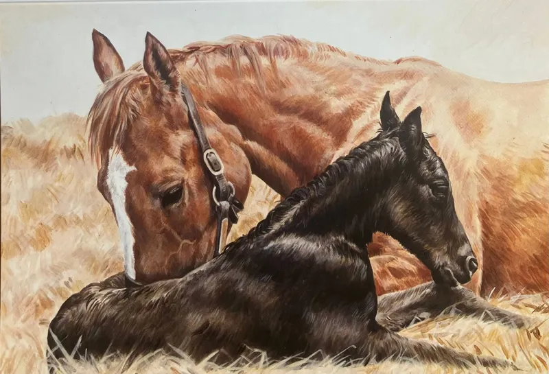 Grays Caroline Cook The Newborn Foal Card