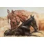 Grays Caroline Cook The Newborn Foal Card