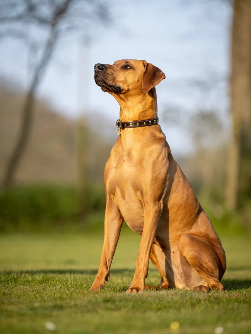 LeMieux Chelsea Dog Collar - Mahogony-1