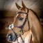 LeMieux Kudos Grackle Bridle - Cob - Havana