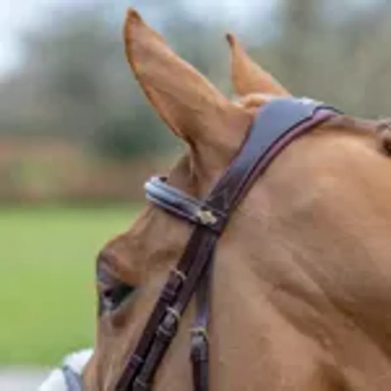 LeMieux Kudos Grackle Bridle - Cob - Havana-2