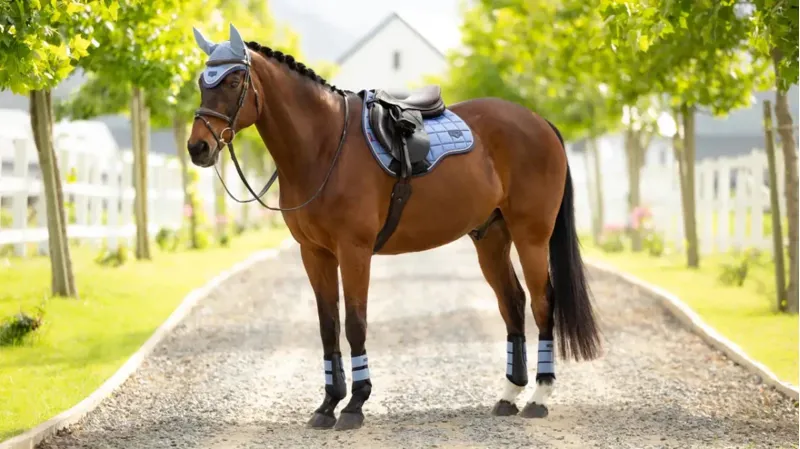 LeMieux Loire Classic GP Square S/M - Powder-1