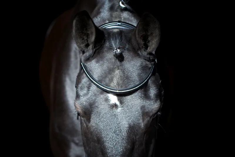 Schockemohle Sports Copenhagen Classic Line Bridle - Full - Black-3