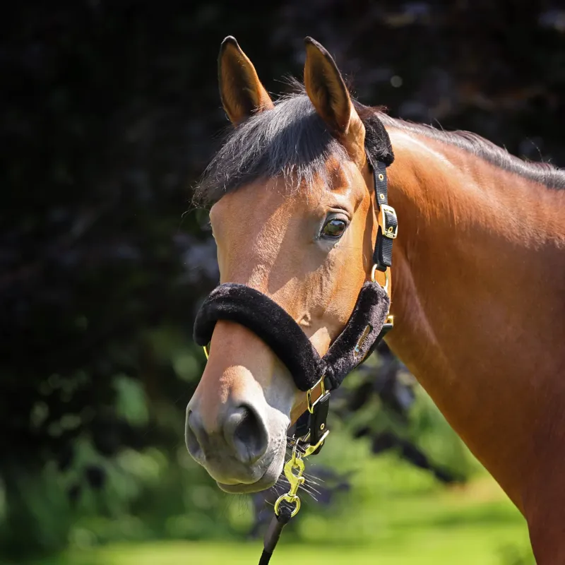Shires Arma Faux Fur Headcollar and Lead Rope Cob - Black-1