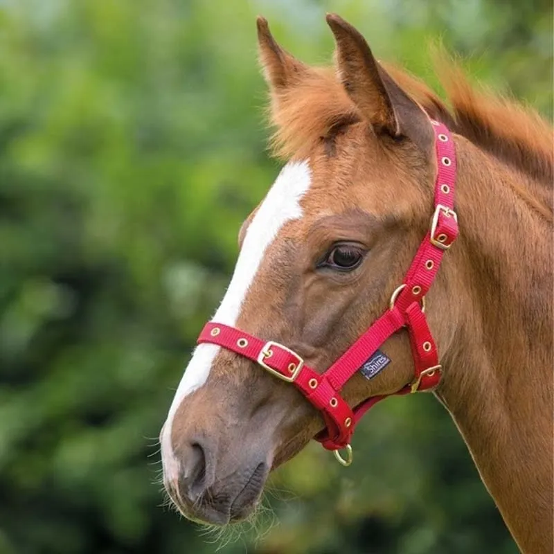 Shires ARMA Foal Headcollar Foal - Red-2