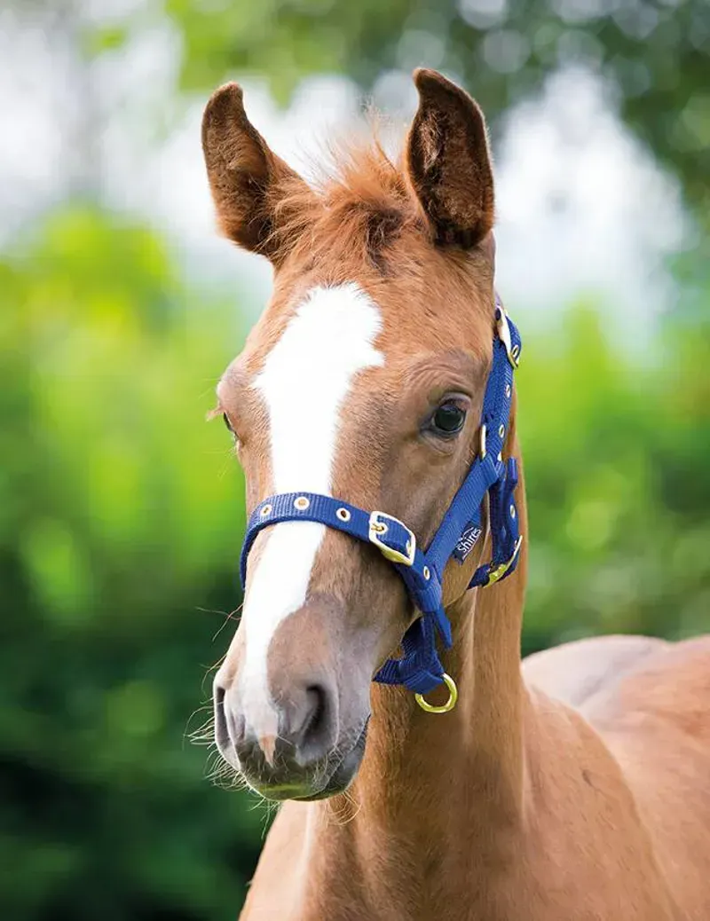 Shires ARMA Foal Headcollar Foal - Blue-1