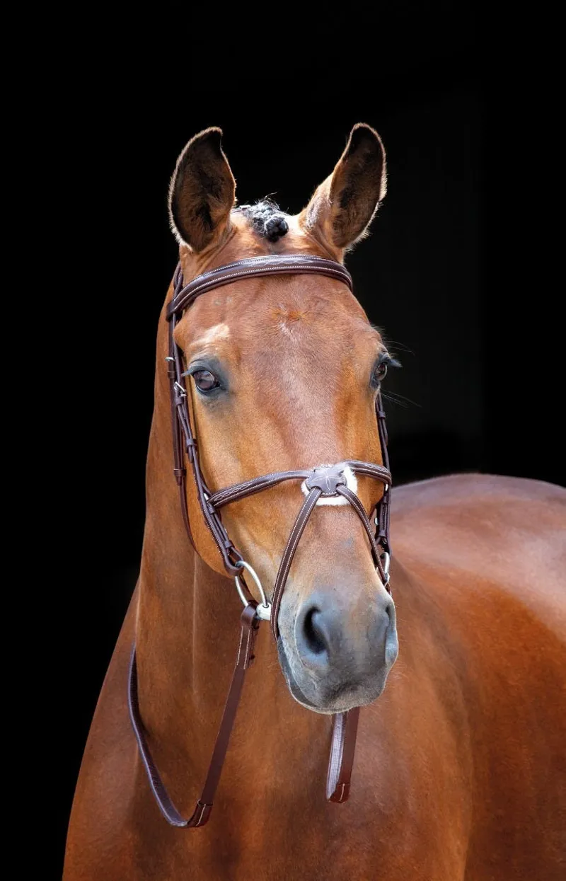 Shires Salisbury Brackley Bridle - Australian Nut