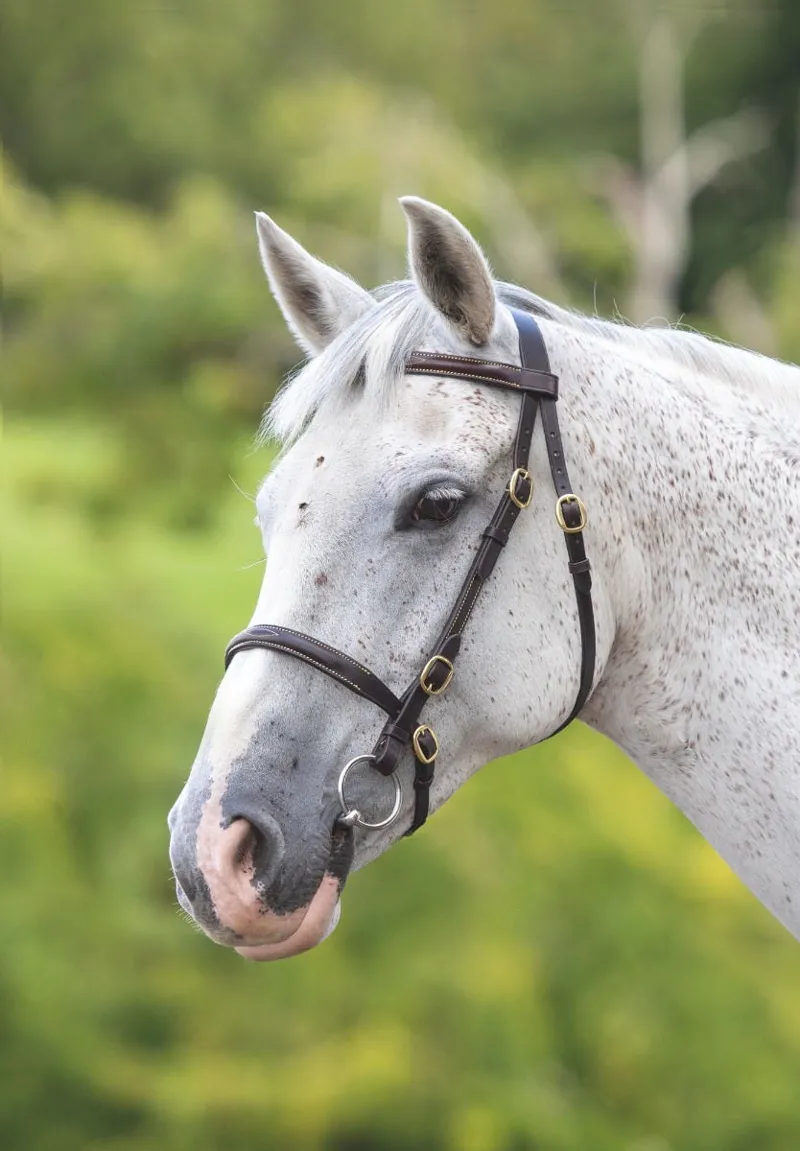 Shires Velociti Gara Fancy Stitched In Hand Bridle - Havana-1
