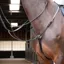 Shires Velociti GARA Hunt Weight Breastplate - Black