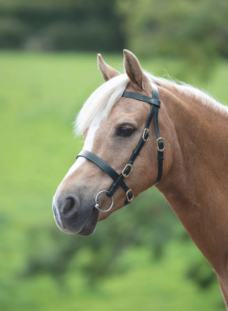 Shires Velociti Gara Plain In Hand Bridle Havana