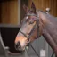 Shires Velociti GARA Raised Cavesson Bridle - Black