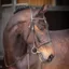 Shires Velociti GARA Raised Cavesson Bridle - Havana