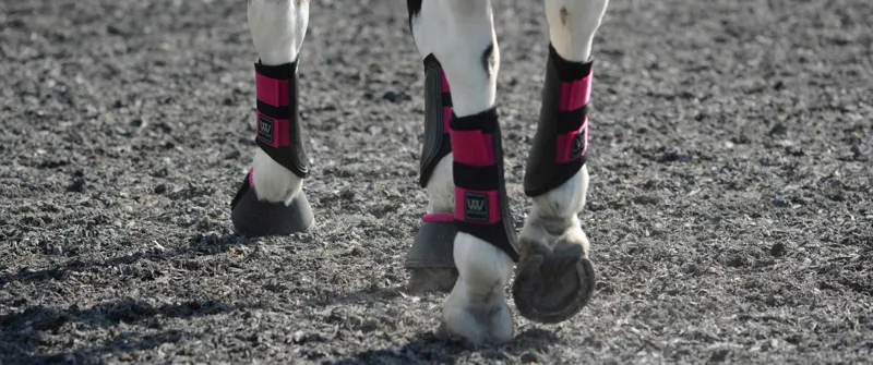 Woof Wear Club Brushing Boot - L - Black/Berry-1